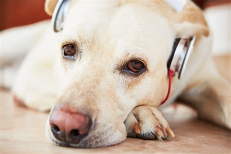 Do Dogs Enjoy Music? And Can They Tell If It's Jazz or Just Noise?