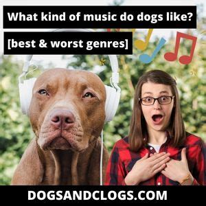 Do Dogs Like Piano Music: A Deeper Exploration